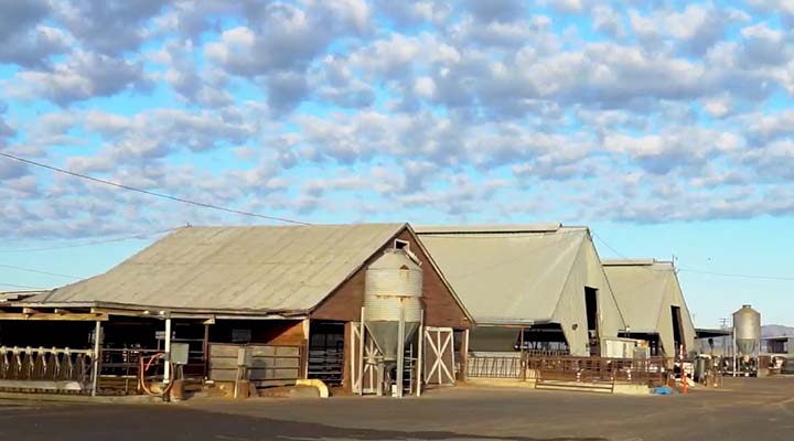 Our Vision: A net zero future for dairy farming