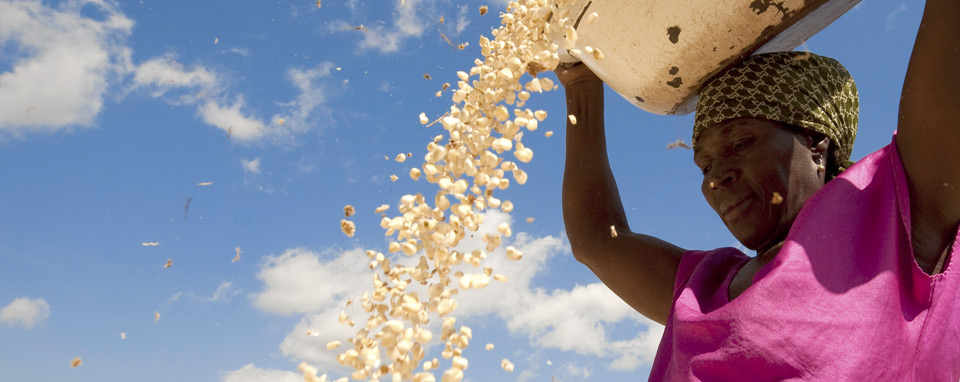 crop disease west africa farmers grains improvement project