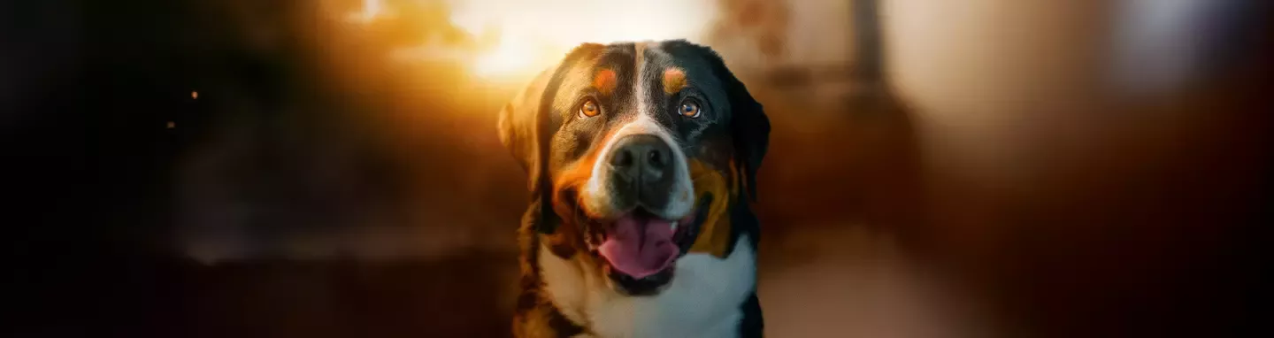 Purina One Dog Banner