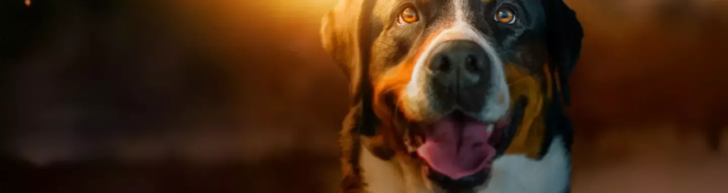 Purina One Dog