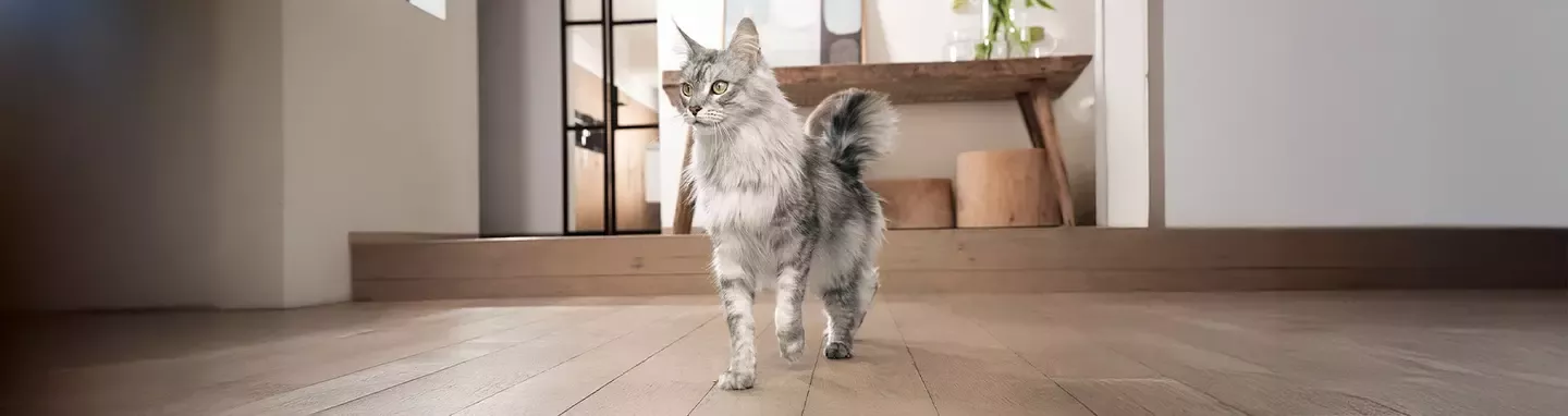 Purina One Cat Header