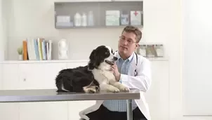 PPVD Dog Side Image