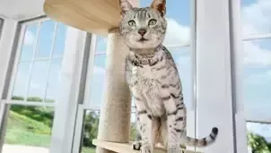 purina-one-cat