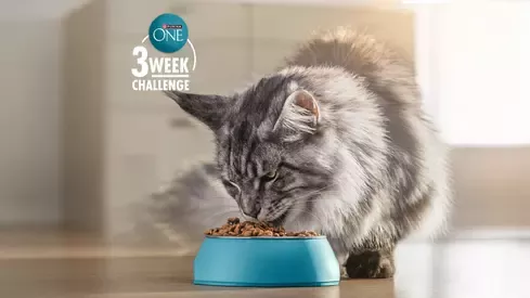 purina one cat half-banner