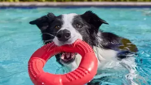 purina-one-dog