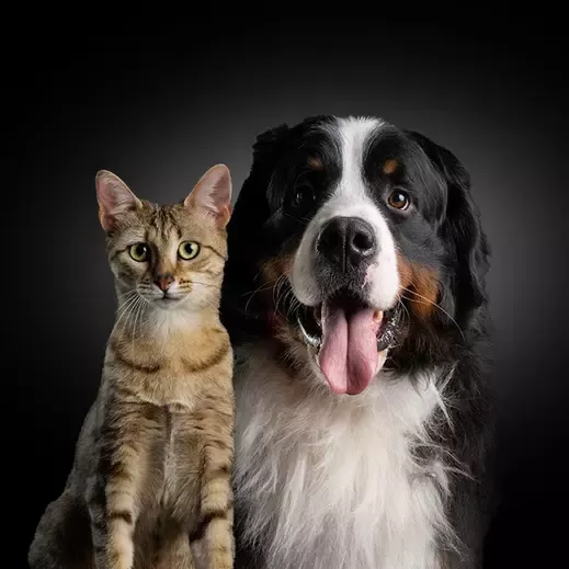 ProPlan Card