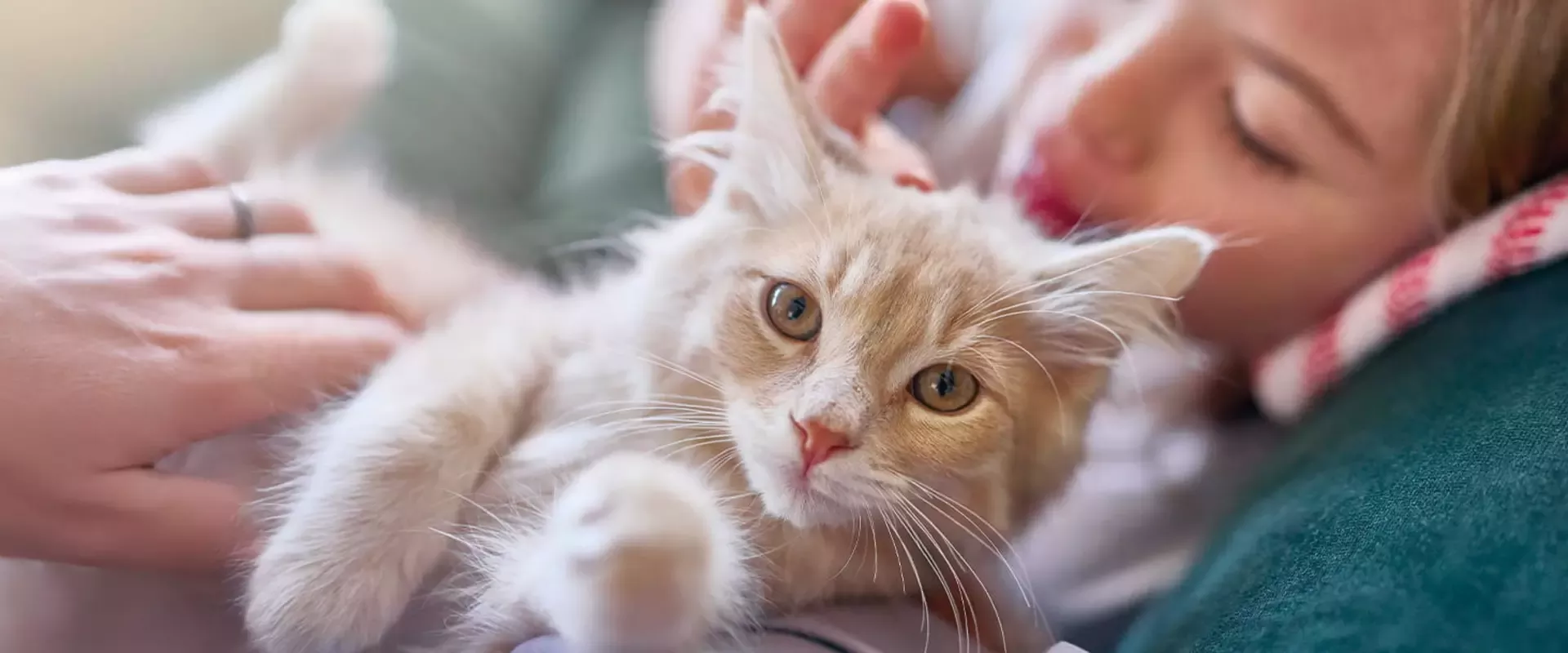 Petcare Brand Image