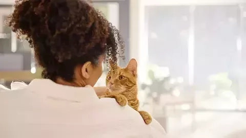 ppvd cat