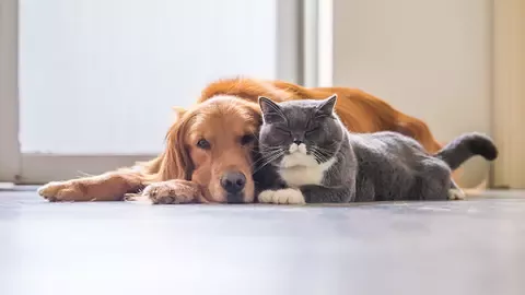 family with dog