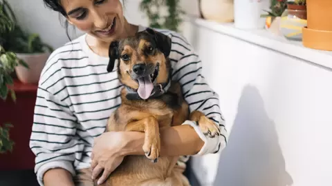 purina-mid-page-banner