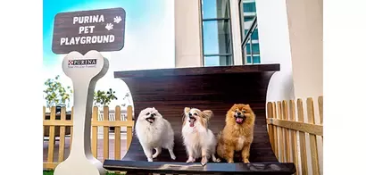 dogs
