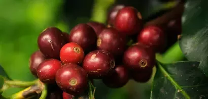 New Nespresso coffee draws on wine-making technique