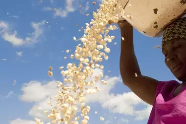 crop disease west africa farmers grains improvement project