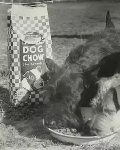 dog-chow-history-1926