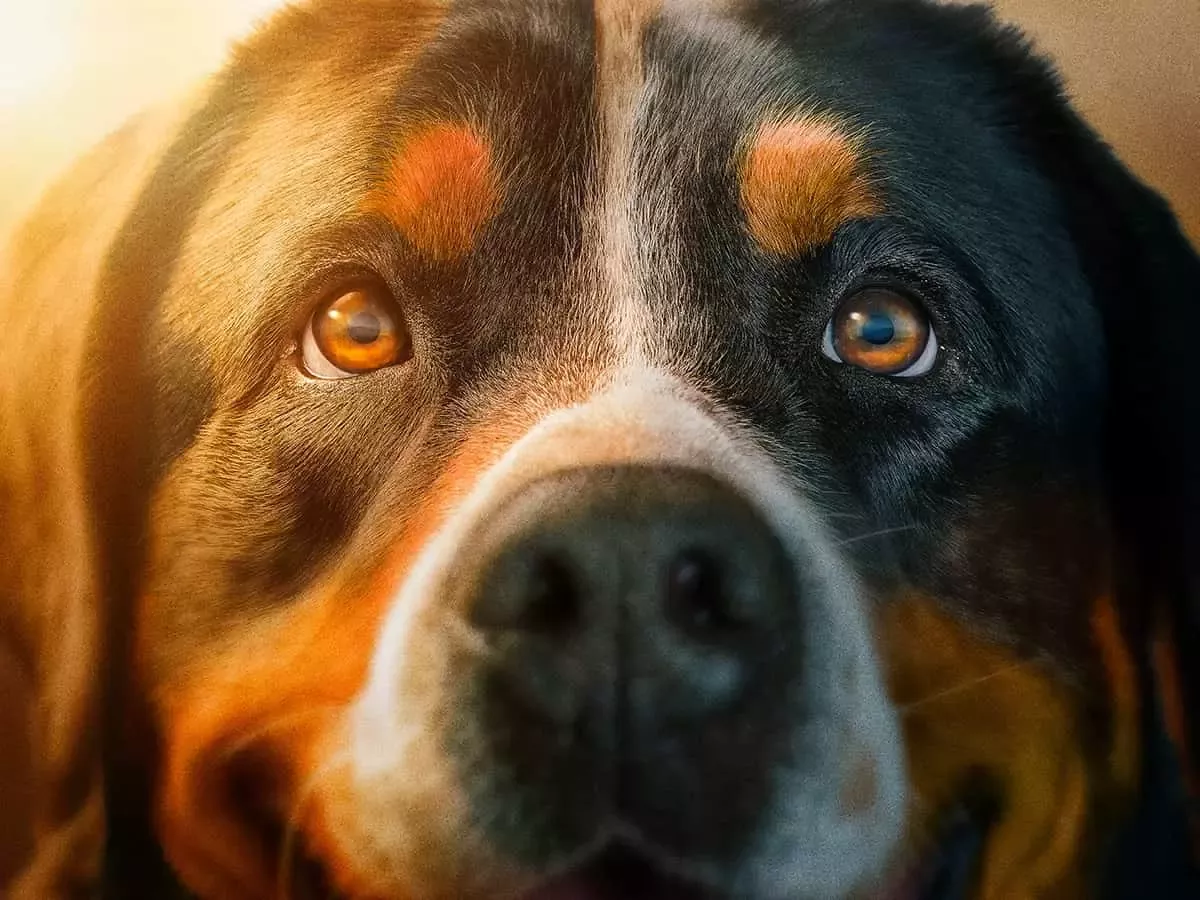 purina one dog eyes