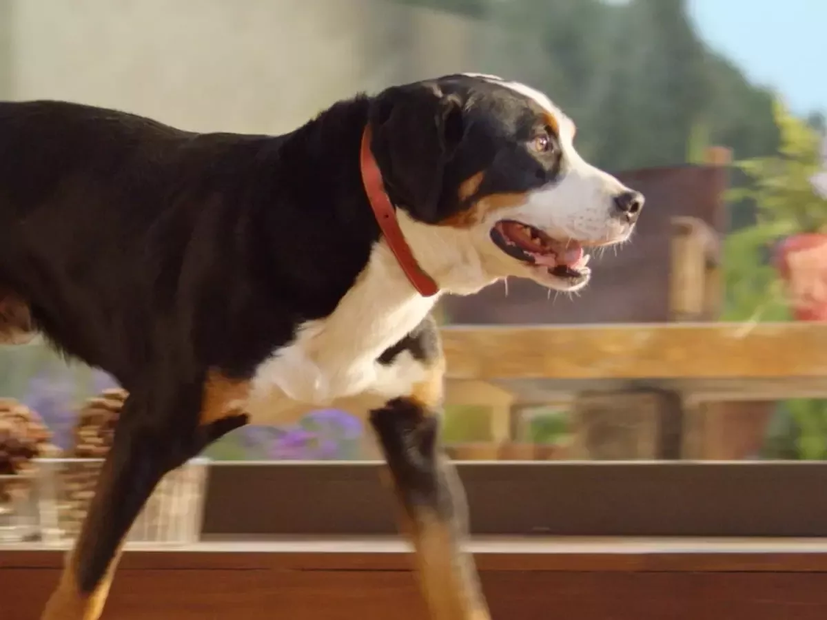 purina one dog lean