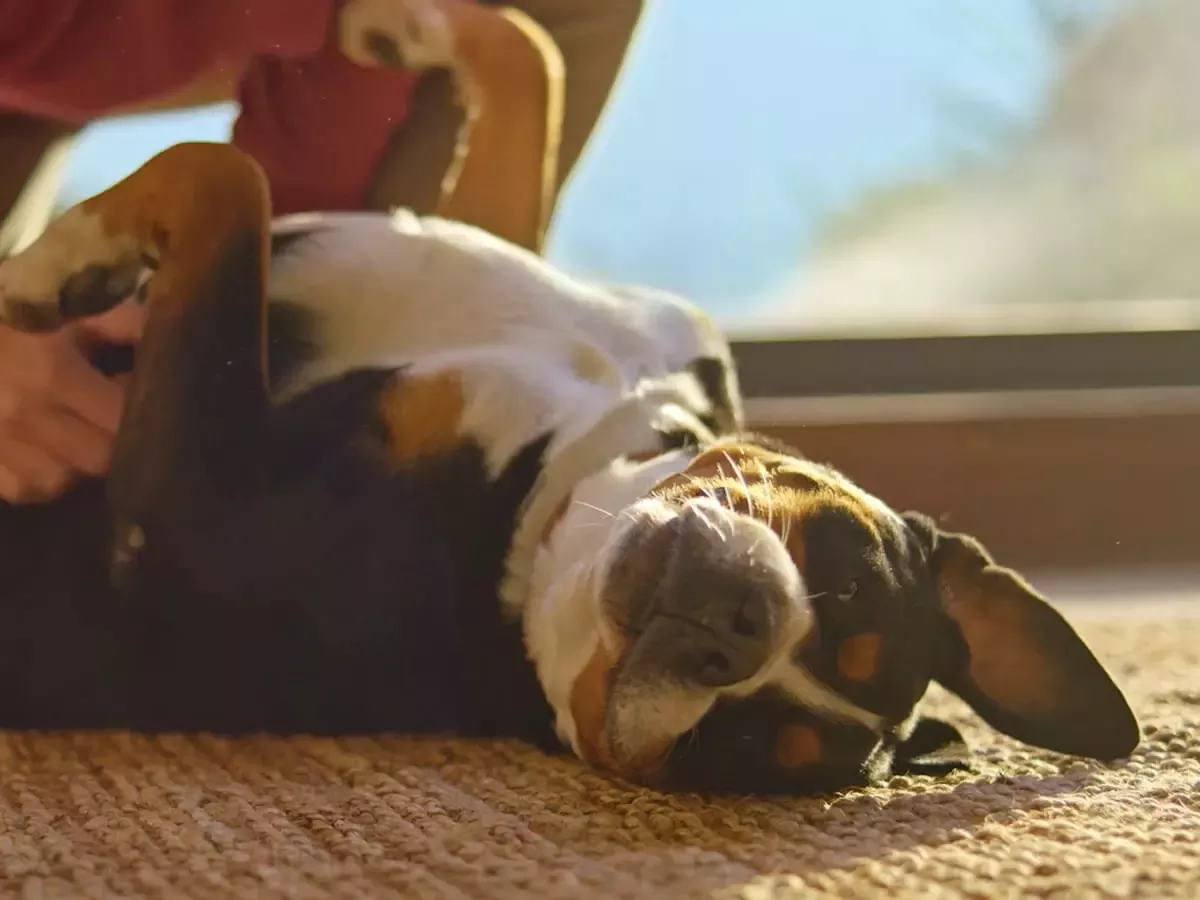 purina one dog strong