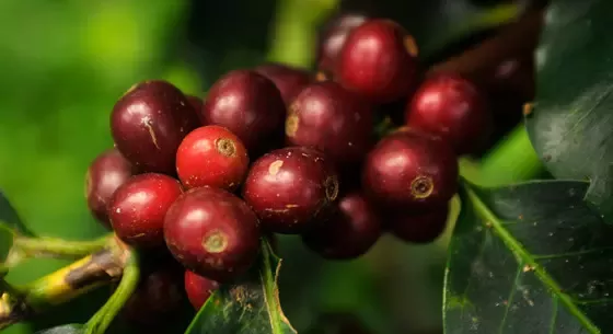 New Nespresso coffee draws on wine-making technique